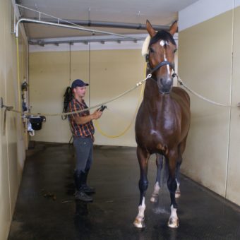 Waschplatz - Equestrian Centre Austria